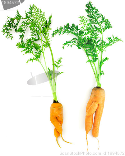Image of Carrots as a boy and girl