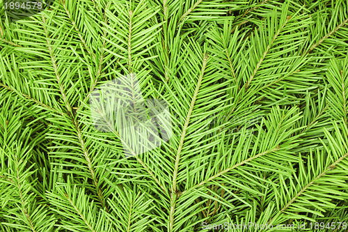 Image of Texture of the needles