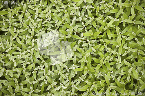 Image of Mouse-ear chickweed (Carastium).Texture