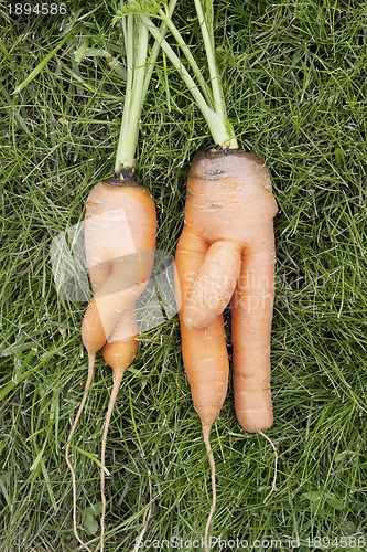 Image of Carrots.  Girl and  boy