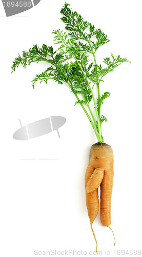 Image of Carrot-boy