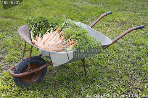 Image of Wheelbarrow with carrot