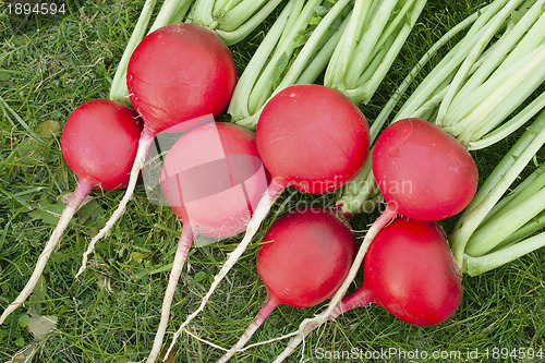 Image of Red radish