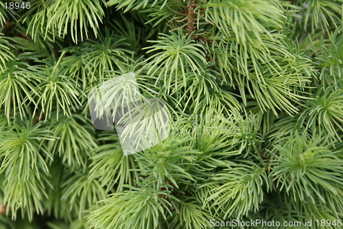 Image of Canadian fir tree