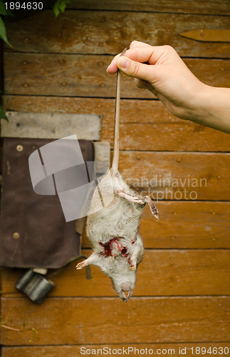 Image of Woman hand hold dead rat on rural cellar door 