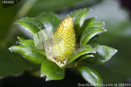 Image of Unripe Strawberries