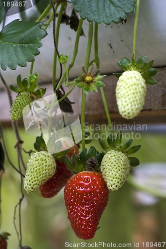 Image of Strawberries