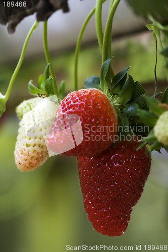 Image of Strawberries