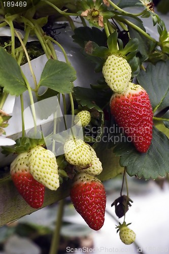 Image of Strawberries