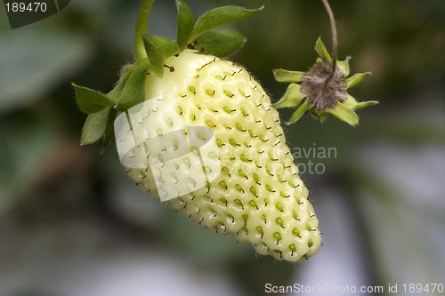 Image of Strawberries