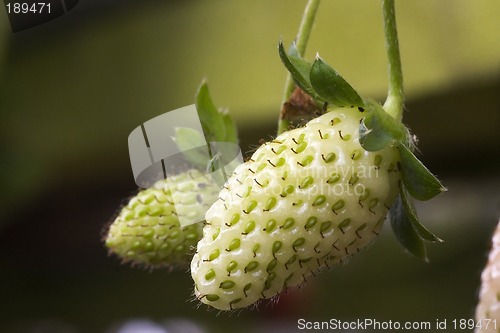 Image of Strawberries