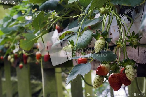 Image of Strawberries