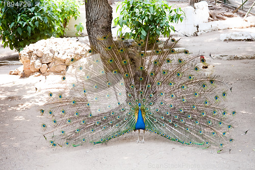 Image of peacock