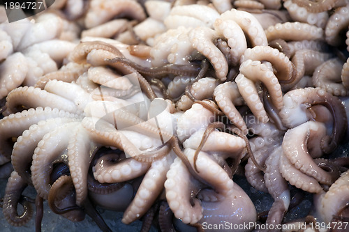 Image of octopuses