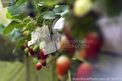 Image of Strawberries