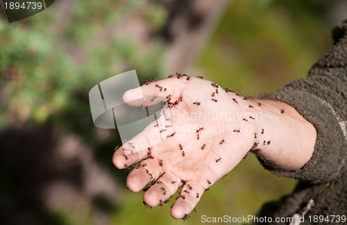 Image of ants on human hand