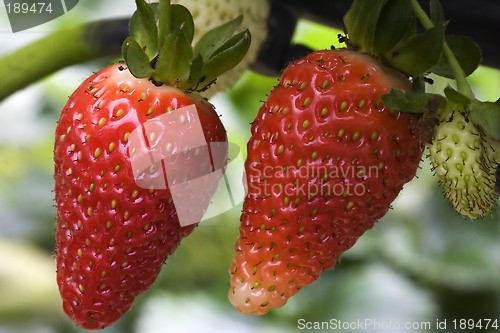 Image of Strawberries