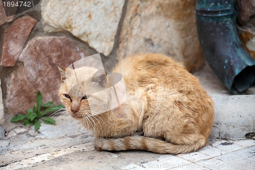 Image of ill stray cat