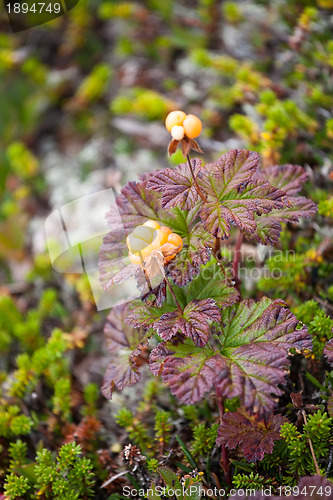 Image of cloudberry