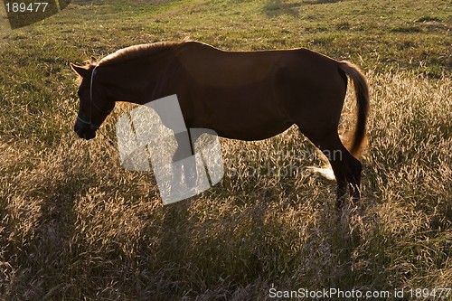 Image of Pony