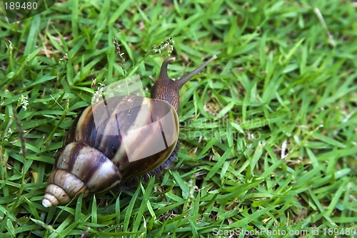 Image of Snail