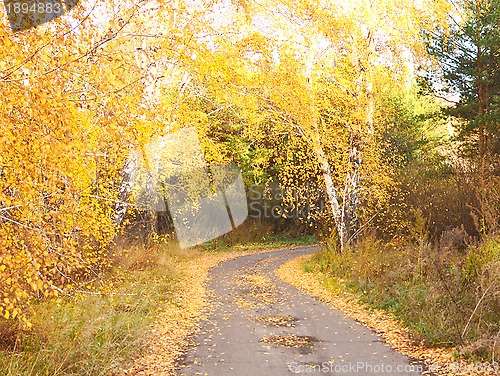 Image of autumn road