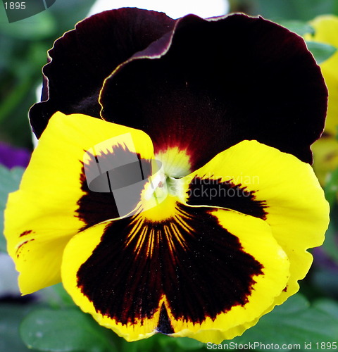 Image of Glorious pansy