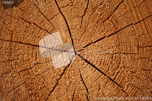 Image of Growth rings