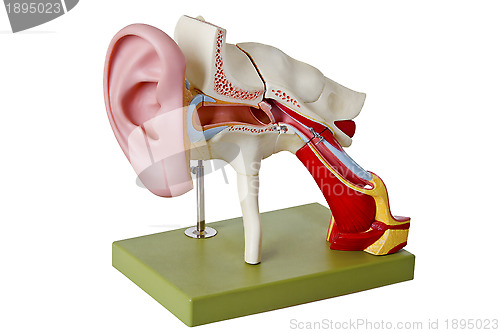 Image of Auditory canal