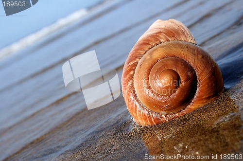 Image of Sea Snail