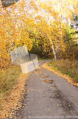 Image of autumn road