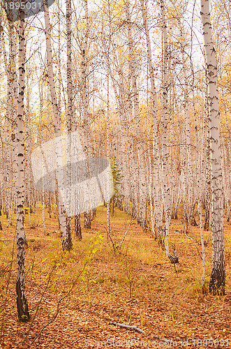 Image of autumn forest