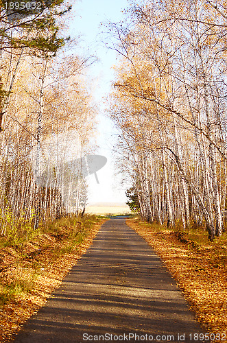 Image of autumn road