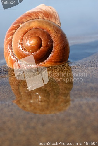 Image of Sea Snail