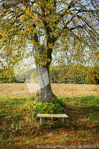 Image of Autumn landscape with bench