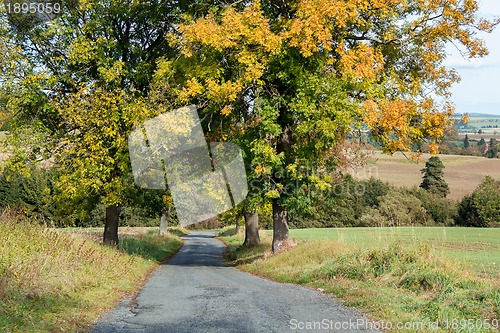 Image of Road in the autumn with yellow trees