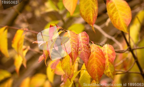 Image of autumn nature colors in park