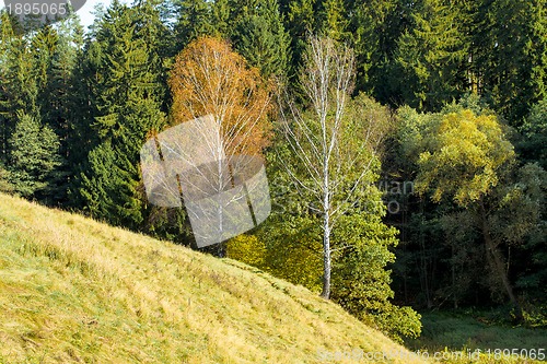 Image of Autumn landscape with forest