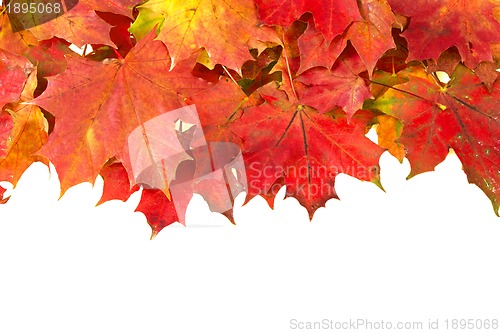 Image of red autumn leaves frame