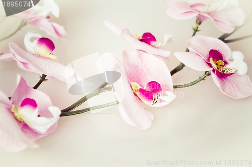 Image of vintage background with flower