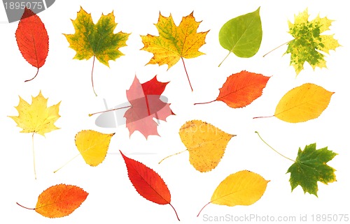 Image of collection of beautiful colourful autumn leaves