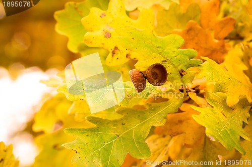 Image of autumn colors of oak leaves 