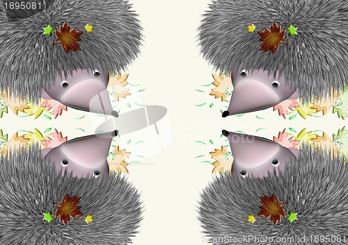 Image of four hedgehogs