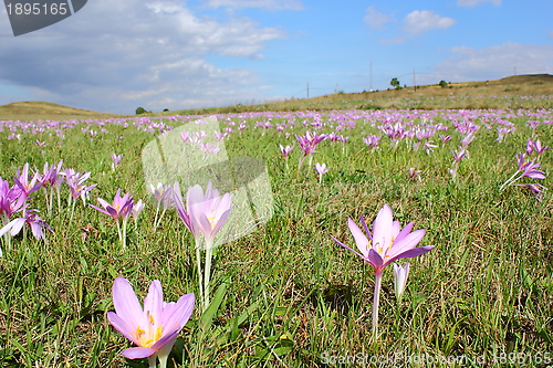 Image of meadow with dewy flowers