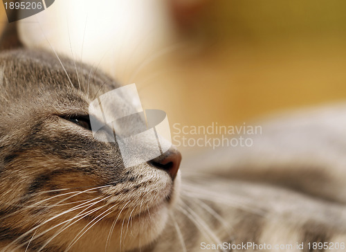 Image of Gray young cat.