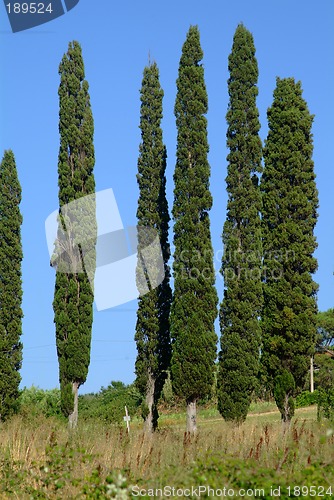 Image of zypresse 6 | 6 cypresses