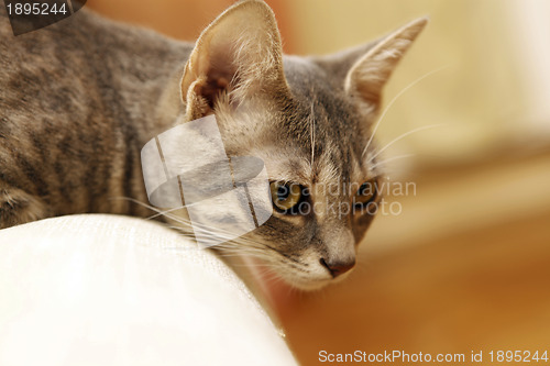 Image of Gray young cat.