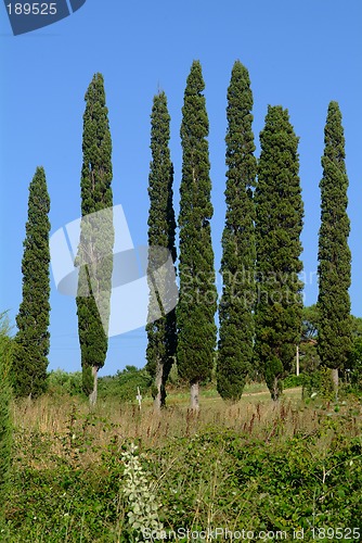 Image of 7 zypresse | 7 cypresses