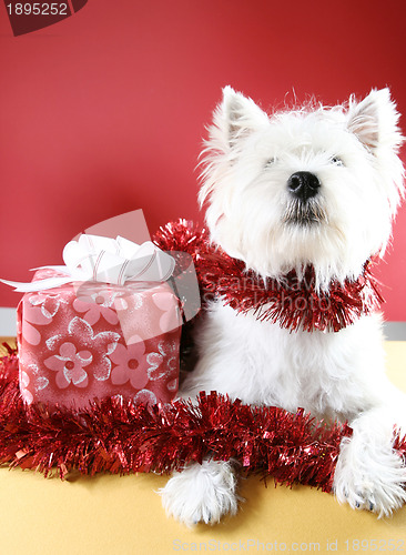 Image of White puppy