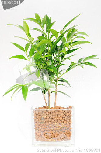 Image of Green plant